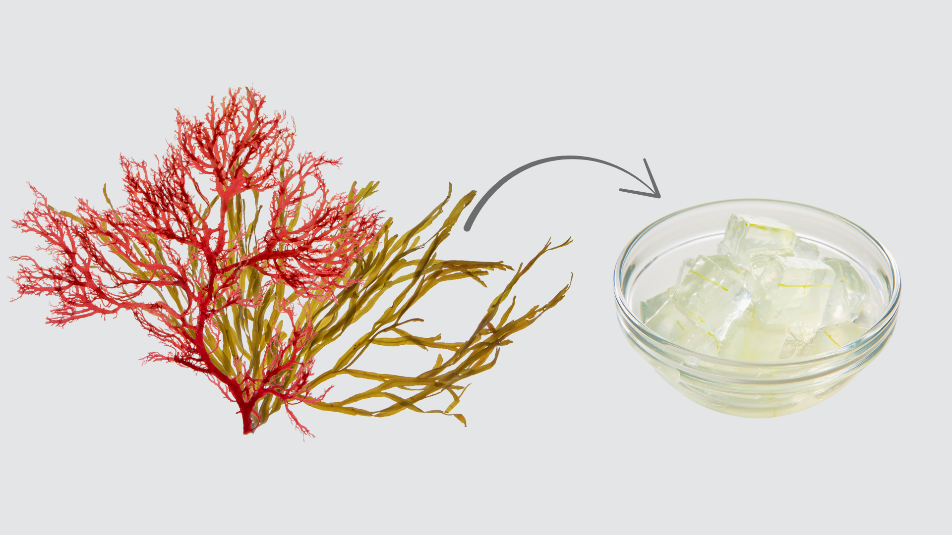 red and brown seaweed for carrageenan and fucoidan