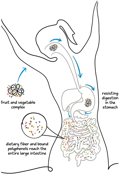 Fiber Fortification in Beverages